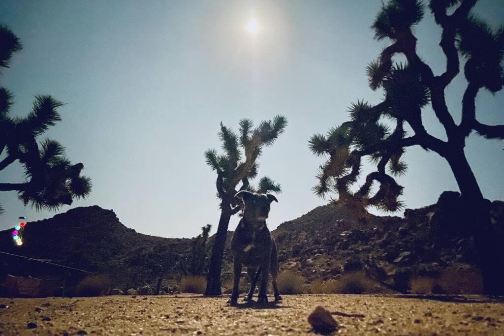 The Way Out Ranch. Escape To Solitude On 2.5 Acres Villa Joshua Tree Eksteriør bilde